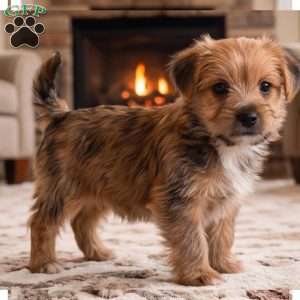 Riley, Morkie / Yorktese Puppy